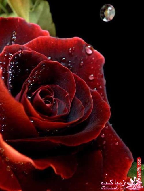 ***مسابقه اشپزی زیباکده ای***